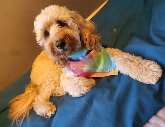 Rainbow Bandana